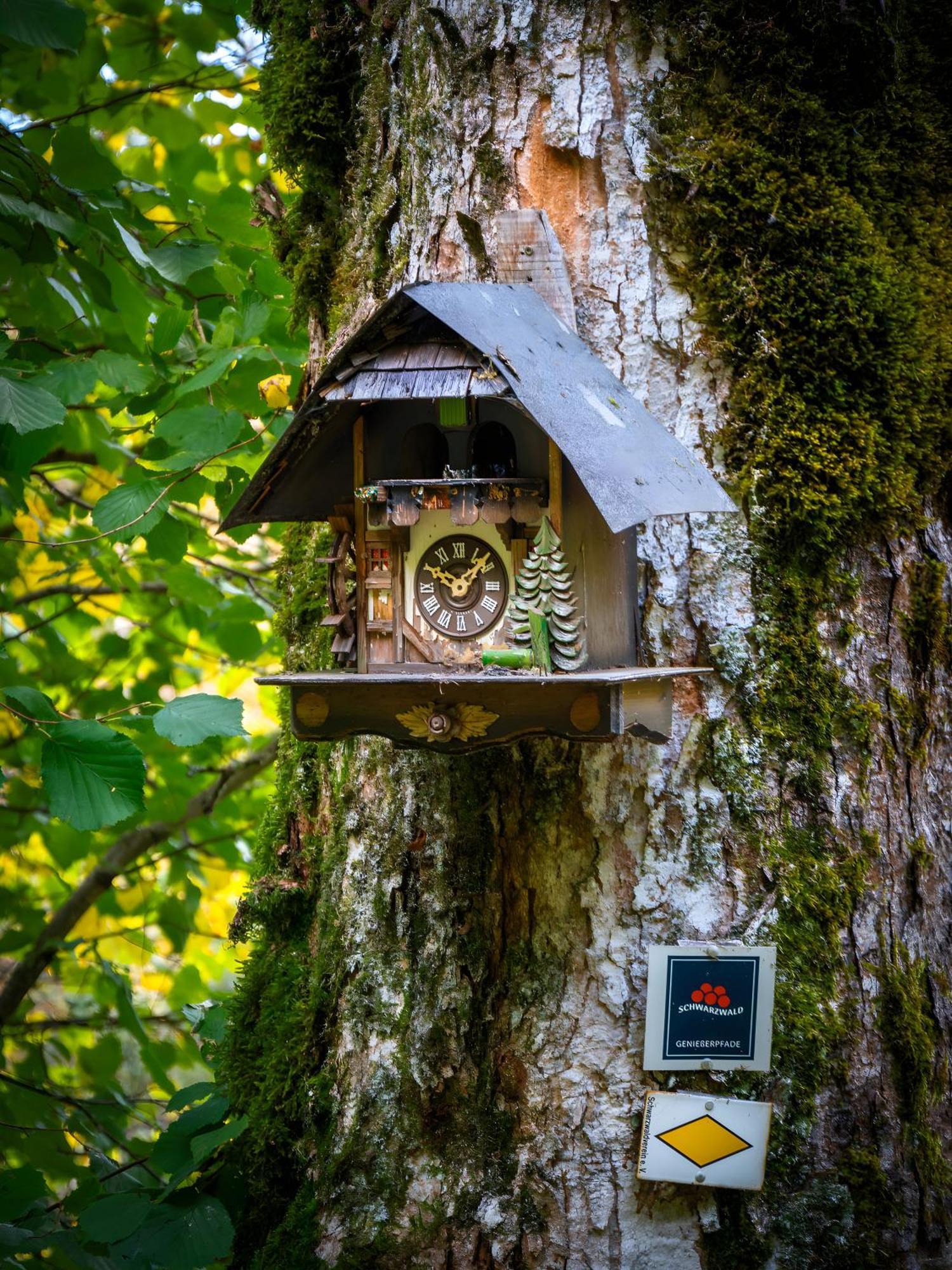 Landhaus Panoramablick Schonach im Schwarzwald Dış mekan fotoğraf